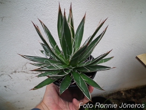 Agave filifera